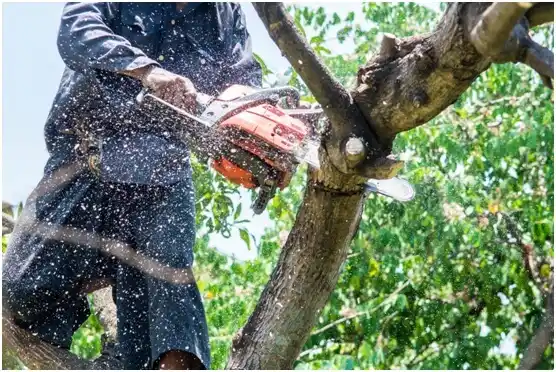 tree services Waukomis